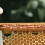 Bienenprodukte