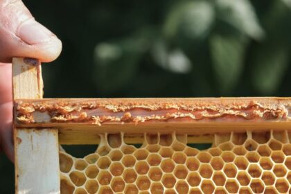 Bienenprodukte